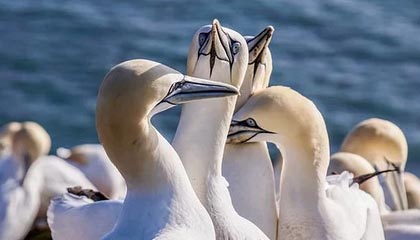 出事了，中方最担忧的发生！蒙古国不惜拒绝中俄邀请，铁了心投靠美国？